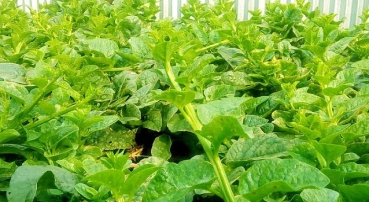 পুঁইশাক চাষ করবেন যেভাবে